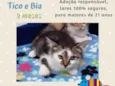Gato raça SRD-ViraLata idade 2 a 6 meses nome Tico
