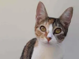 Gato raça SRD-ViraLata idade 1 ano nome Sol
