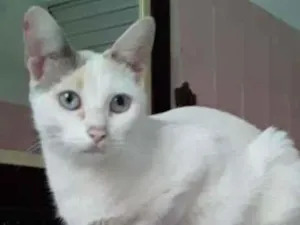 Gato raça SRD-ViraLata idade 1 ano nome Lua