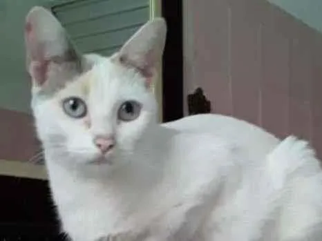 Gato raça SRD-ViraLata idade 1 ano nome Lua