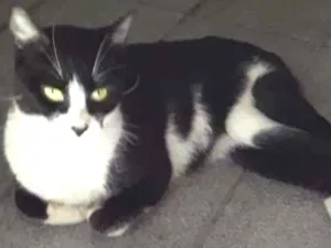 Gato raça SRD-ViraLata idade 1 ano nome Marie