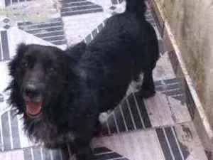 Cachorro raça SRD idade 5 anos nome Negão