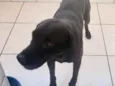 Cachorro raça Labrador mix  idade 2 anos nome Thor um fofo