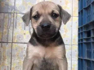 Cachorro raça SRD-ViraLata idade Abaixo de 2 meses nome Sem nome