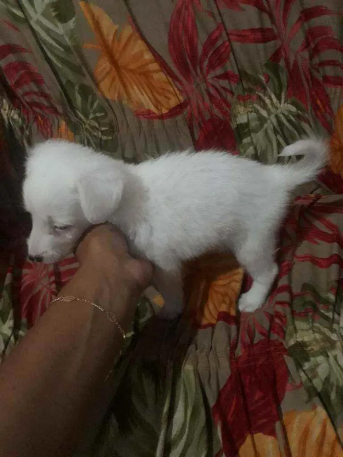 Cachorro raça Sem raça  idade Abaixo de 2 meses nome Branquinha