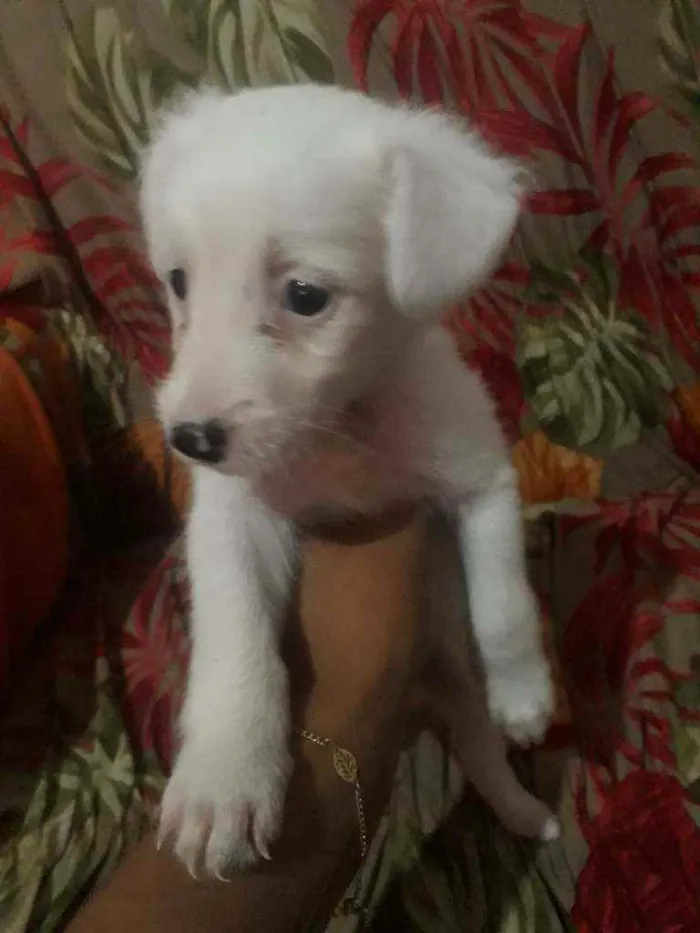 Cachorro raça Sem raça  idade Abaixo de 2 meses nome Branquinha