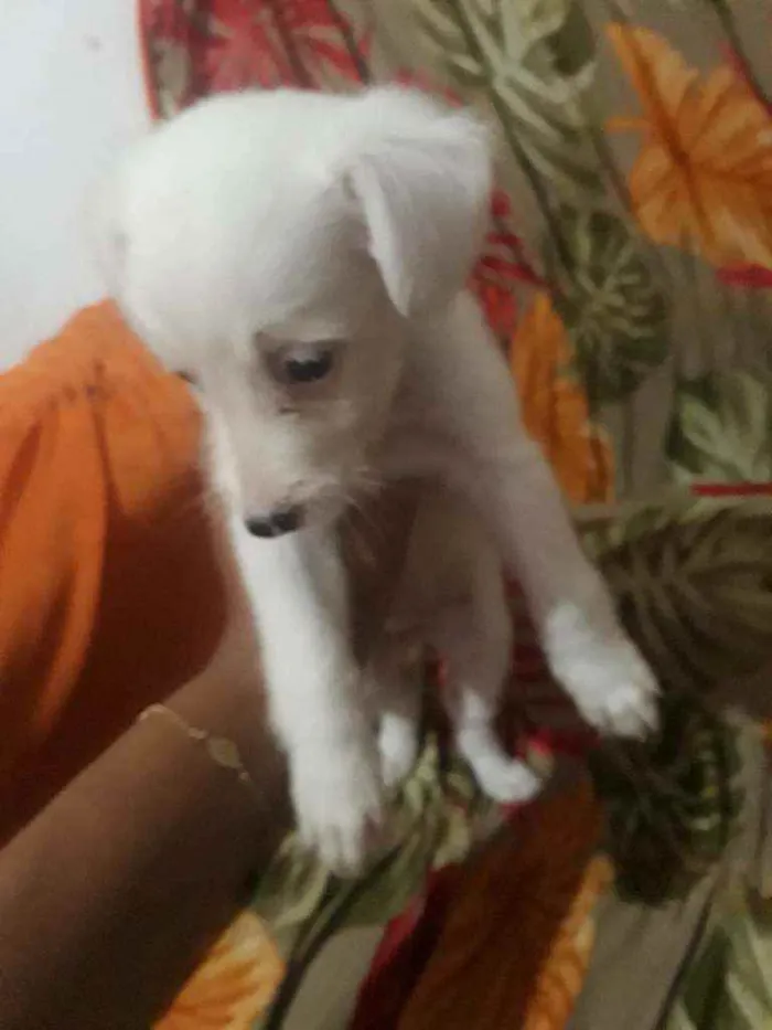 Cachorro raça Sem raça  idade Abaixo de 2 meses nome Branquinha