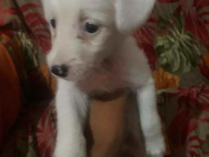 Cachorro raça Sem raça  idade Abaixo de 2 meses nome Branquinha