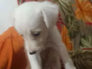 Cachorro raça Sem raça  idade Abaixo de 2 meses nome Branquinha