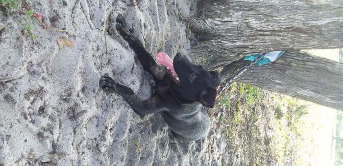 Cachorro ra a Vira-lata/burriler idade 1 ano nome Maggie