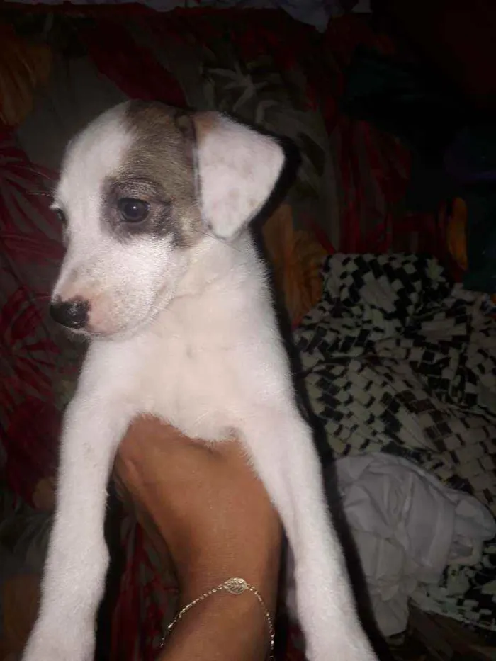 Cachorro raça Sem raça  idade Abaixo de 2 meses nome Paca