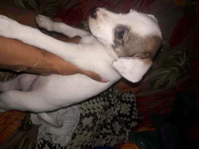 Cachorro raça Sem raça  idade Abaixo de 2 meses nome Paca
