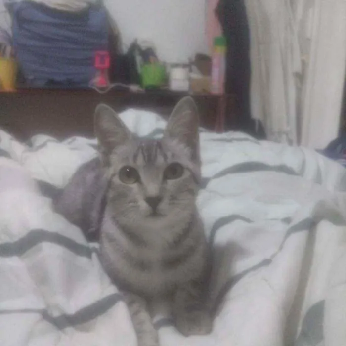 Gato ra a Srd idade 2 a 6 meses nome Princesa