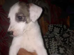 Cachorro raça Sem raça  idade Abaixo de 2 meses nome Paca