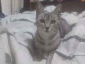 Gato raça Srd idade 2 a 6 meses nome Princesa