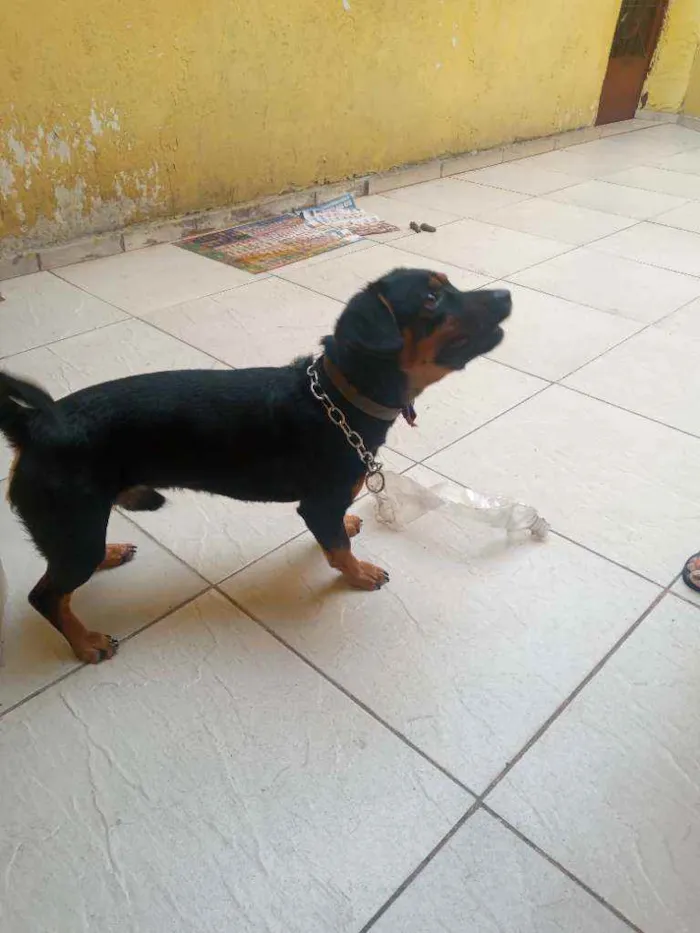 Cachorro raça Salsicha misturado idade 1 ano nome Leonel