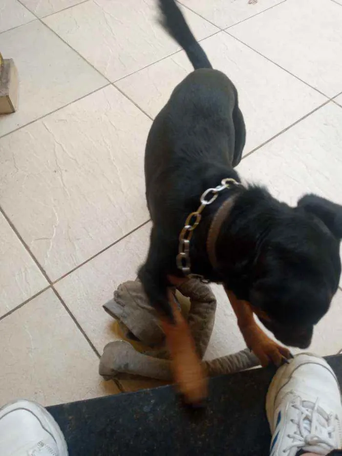 Cachorro raça Salsicha misturado idade 1 ano nome Leonel