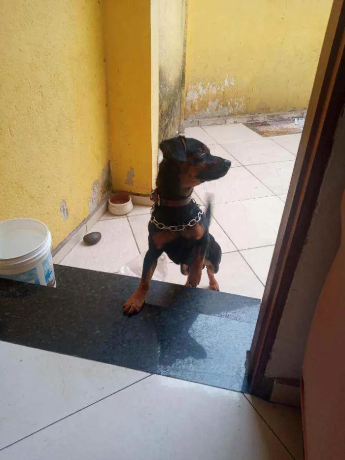Cachorro raça Salsicha misturado idade 1 ano nome Leonel