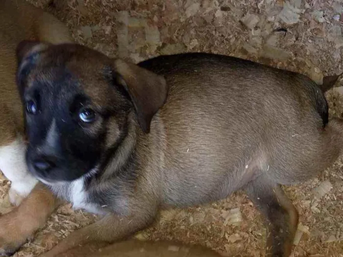 Cachorro ra a Pitbull com Pastor alemão idade 2 a 6 meses nome Filhotes 
