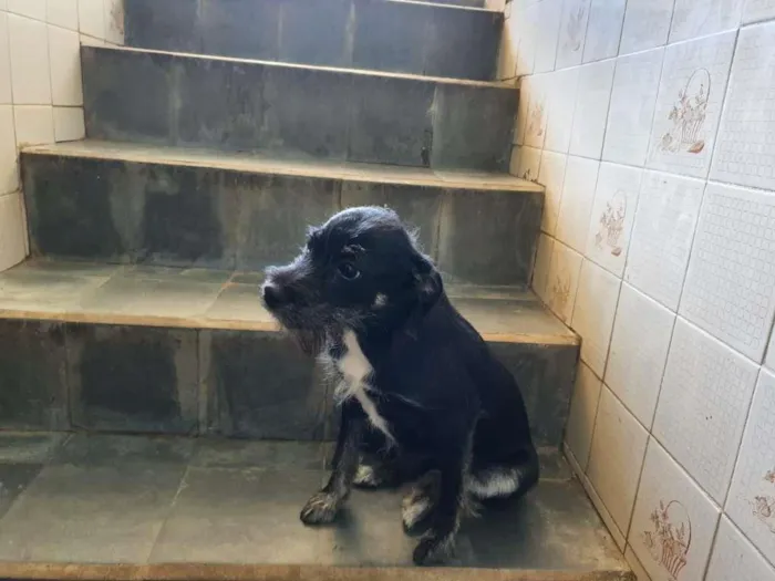 Cachorro raça SRD-ViraLata idade 7 a 11 meses nome Liz