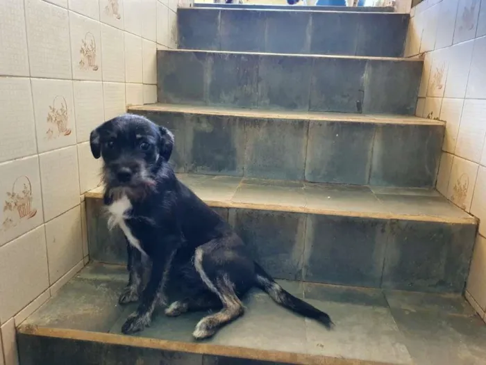 Cachorro raça SRD-ViraLata idade 7 a 11 meses nome Liz