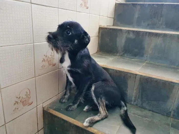 Cachorro raça SRD-ViraLata idade 7 a 11 meses nome Liz
