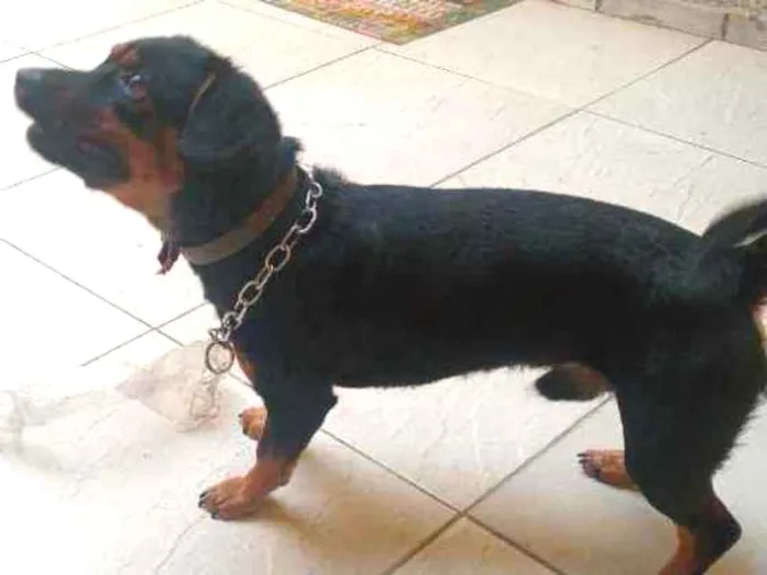 Cachorro raça Salsicha misturado idade 1 ano nome Leonel