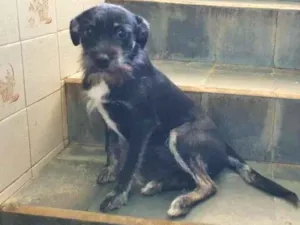 Cachorro raça SRD-ViraLata idade 7 a 11 meses nome Liz