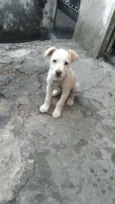 BOB