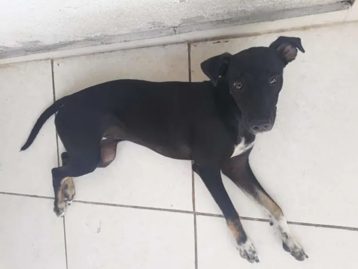 Cachorro ra a SRD-ViraLata idade 1 ano nome Ludmila