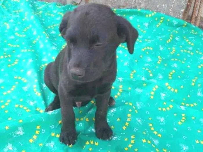 Cachorro ra a SRD idade 2 a 6 meses nome filhotes