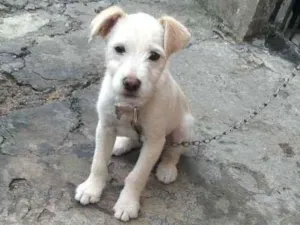 Cachorro raça SRD-ViraLata idade 2 a 6 meses nome BOB