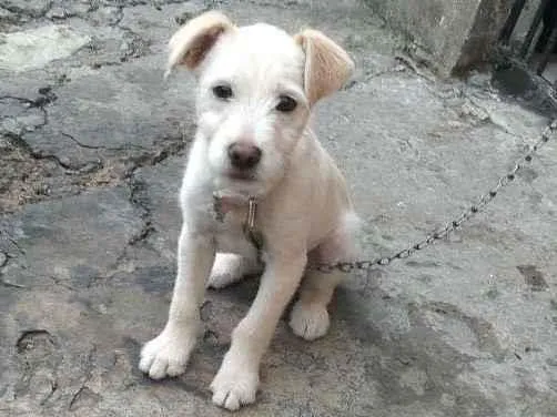 Cachorro ra a SRD-ViraLata idade 2 a 6 meses nome BOB