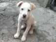 BOB