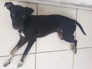 Cachorro raça SRD-ViraLata idade 1 ano nome Ludmila