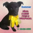 Cachorro raça Srd idade 2 a 6 meses nome Summer