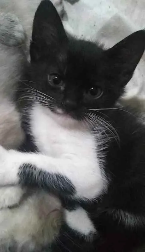 Gato ra a Não sei idade 2 a 6 meses nome Linda e bola de neve