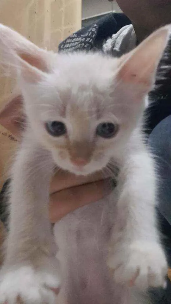 Gato ra a Não sei idade 2 a 6 meses nome Linda e bola de neve