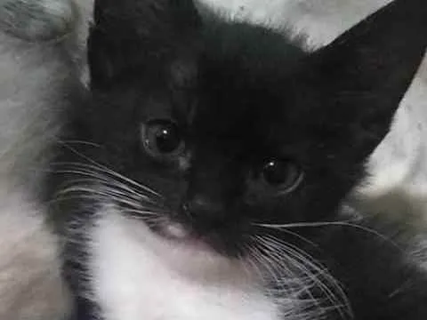 Gato ra a Não sei idade 2 a 6 meses nome Linda e bola de neve