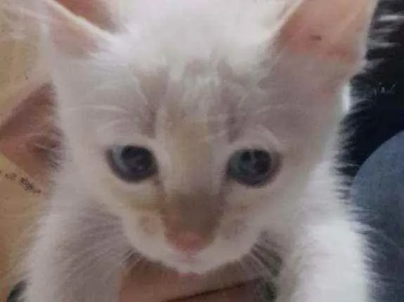 Gato ra a Não sei idade 2 a 6 meses nome Linda e bola de neve