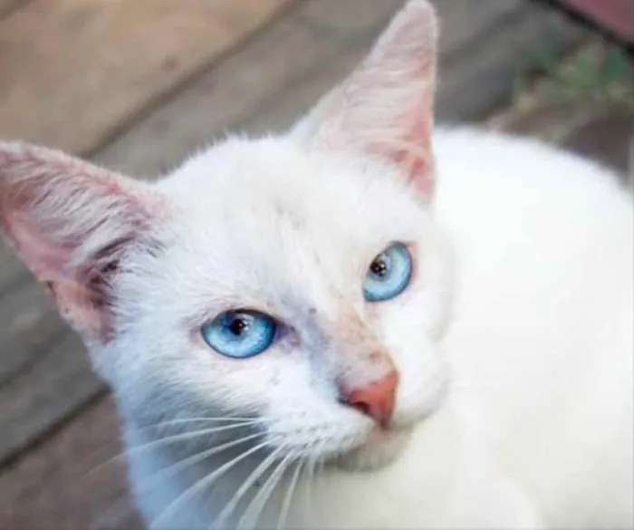 Gato ra a Mestiço  idade 2 a 6 meses nome Floquinho 
