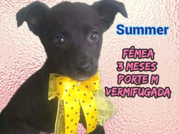 Cachorro raça Srd idade 2 a 6 meses nome Summer
