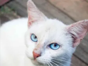 Gato raça Mestiço  idade 2 a 6 meses nome Floquinho 