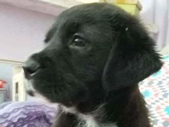 Cachorro ra a Srd idade  nome Bombom 
