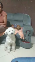Cachorro raça Poodle idade 1 ano nome Mike