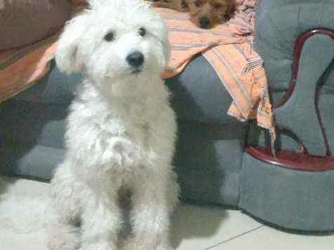 Cachorro raça Poodle idade 1 ano nome Mike