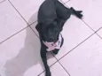 Cachorro raça SRD idade 4 anos nome Zara