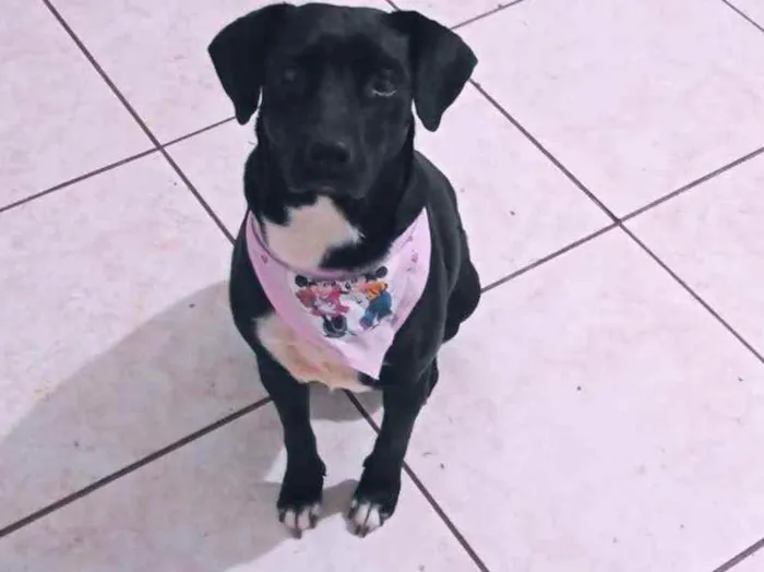 Cachorro raça SRD idade 4 anos nome Zara