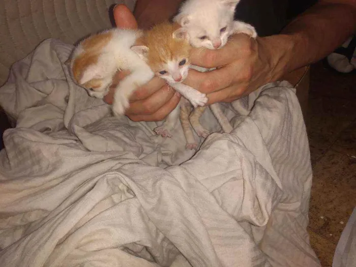 Gato ra a SRD idade Abaixo de 2 meses nome Sem nome