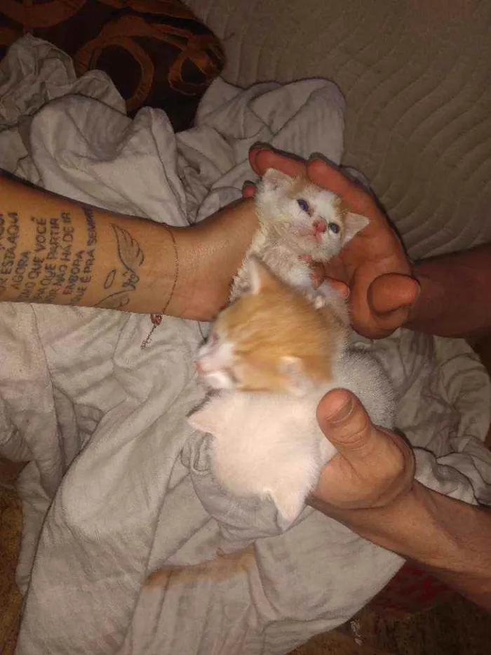 Gato ra a SRD idade Abaixo de 2 meses nome Sem nome